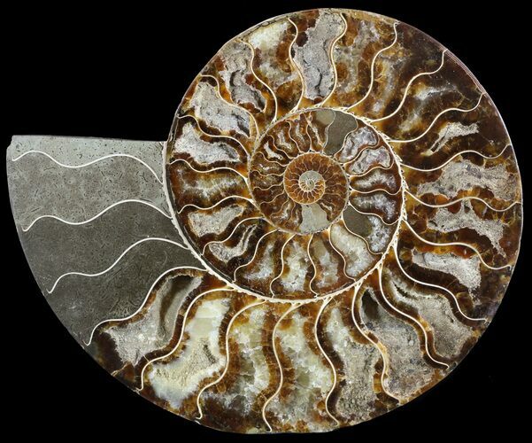 Cut Ammonite Fossil (Half) - Beautifully Agatized #51245
